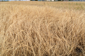 Rural beautiful landscape. Natural background. Dry grass field