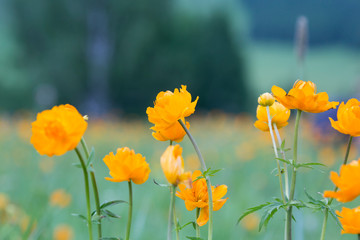 Orange globe-flower (lat. Trollius)