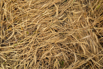 Natural background. Ears of wheat after the storm lay on the ground
