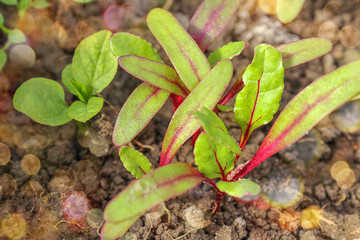 Green plant growth, young sprout and natural light. Seedlings. Ecology, business, Earth Day, organic plant growing.