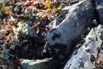 Rock surface texture with moss growing