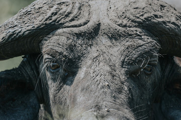 Portrait buffalo in African with mud