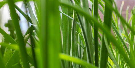 Green plant growth, young sprout and natural light. Seedlings. Ecology, business, Earth Day, organic plant growing.
