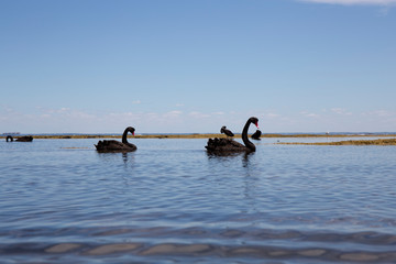 Black Swans is sitting at the beach