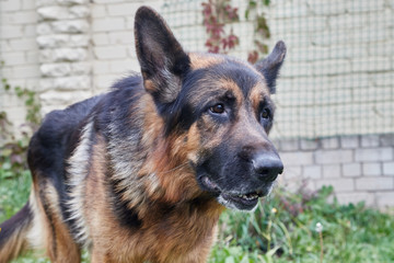 Dog German Shepherd in a city in a day