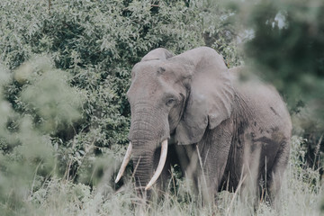 Portrait elephant in Uganda