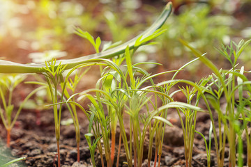Green plant growth, young sprout and natural light. Seedlings. Ecology, business, Earth Day, organic plant growing.