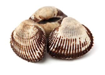 scapharca subcrenata on white background