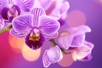 Naklejka na ściany i meble Orchid flower. purple orchid macro on a purple background with golden bokeh.Floral macro nature background.Orchids flowers phalaenopsis