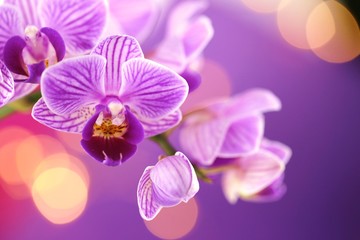 Fototapeta na wymiar Orchid flower. purple orchid macro on a purple background with golden bokeh.Floral macro background.Orchids flowers phalaenopsis