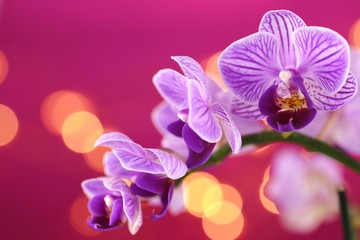 Fototapeta na wymiar Orchid flower. purple orchid macro on a purple background with golden bokeh.Floral background.Orchids flowers phalaenopsis