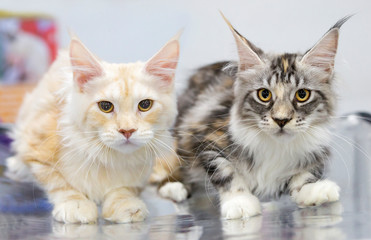 Fototapeta na wymiar Maine Coon cats are white and tabi (mottled striped). Maine Coon is a breed of cats that originated from Maine cats in North East America. Aboriginal cat breed in North America.