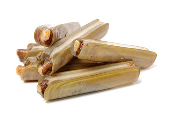 Razor clams isolated on white background.