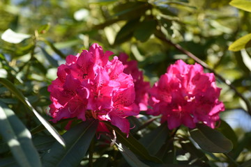 Rhododendron (Rhododendron hybridum)