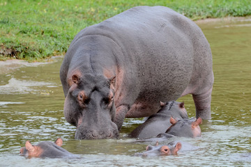hyppo family in the river