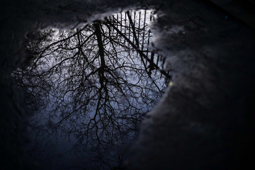 Reflect of the tree