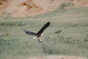 Bird in Safari in African