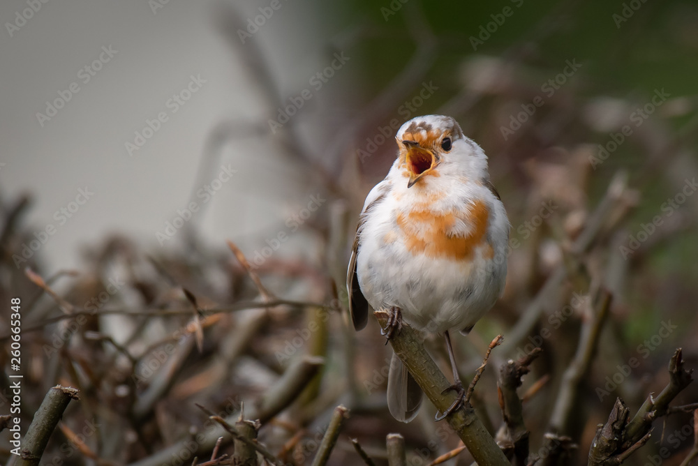Poster a very rare white leucistic robin perched on the top of a hedgerow with its beak wide open singing