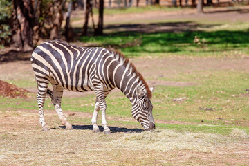 Fototapeta na wymiar The Unique Black And White Stripe Pattern Of A Zebra