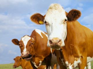 Brown and white cows, Dairy cattle (Bos taurus)