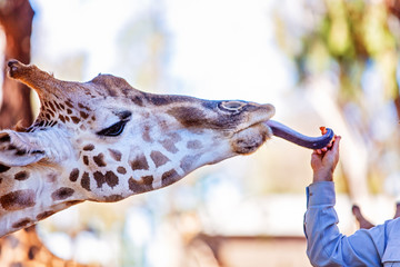 The Unique Long Necked Long Legged Giraffe © Jackson Photography