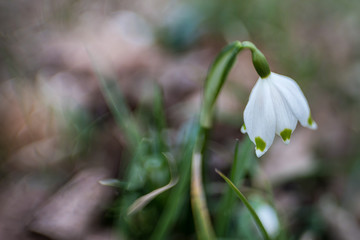 Flower of a snowdrop. picturesque photography Leucojum vernum