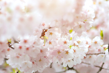 Obraz na płótnie Canvas Image of blossom cherry flowers