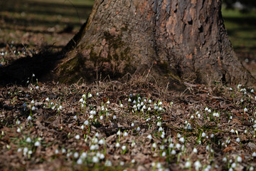 snowdrops early spring forest floor Leucojum vernum