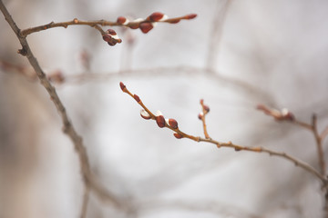 Natural background. Willow branches with buds in early spring, selective focus.
