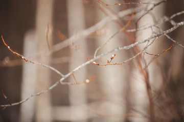 Natural background. Willow branches with buds in early spring, selective focus.