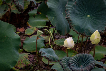 Lotus leaf and lotus flower naturally