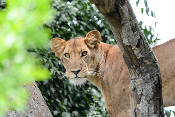 Portrait Lion Tree