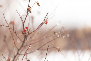 Image of Branches of rosehip bush with snow at sunset in backlight. Natural background
