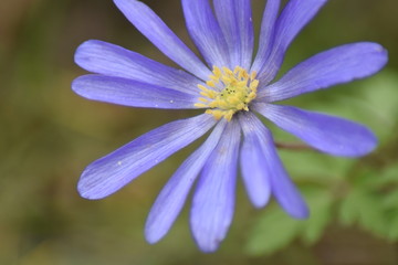 Anemone Blue Shades (Anemone blanda) Balkan-Windr&ouml;schen