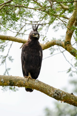 Bird in African