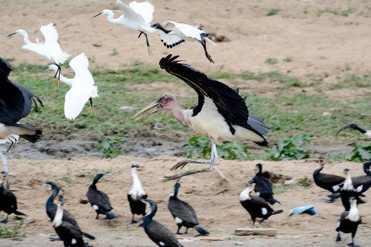 Bird in Safari in African