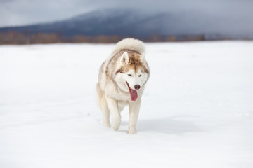 Cute, happy and funny beige and white dog breed siberian husky with tonque out walking on the snow in the winter field.