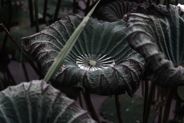 Lotus leaf and lotus flower naturally