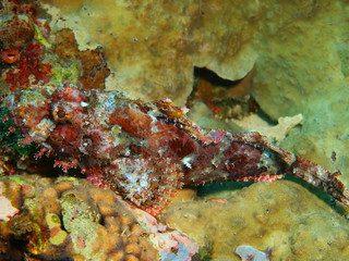 The amazing and mysterious underwater world of Indonesia, North Sulawesi, Bunaken Island, scorpionfish