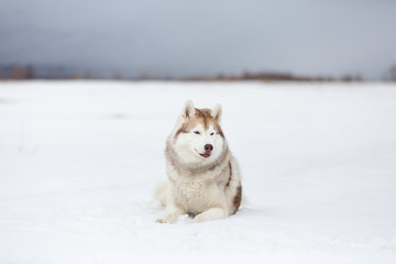 Beautiful and free siberian husky dog lying in the snow field in winter at sunset