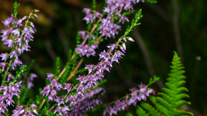 Wild Purple Common Heather or Calluna vulgaris blossom close-up, selective focus, shallow DOF