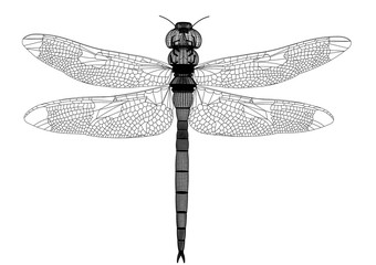 Dragonfly