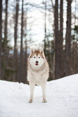Beautiful, cute and happy Siberian Husky dog standing on the snow path in the winter forest