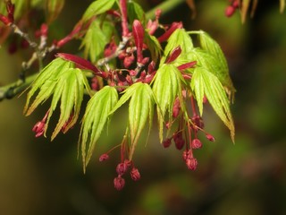 macro of first japanese maple leaves