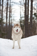 Beautiful, cute and happy Siberian Husky dog standing on the snow path in the winter forest