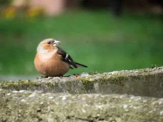 chaffinch on a wall