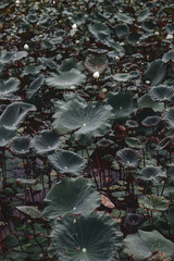 Lotus leaf and lotus flower naturally