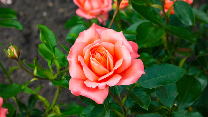 Flower of pink rose in garden on a bush, close-up, selective focus, shallow DOF