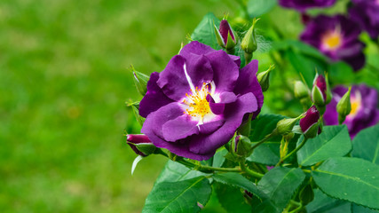 Flower of violet rose in garden on a bush, close-up, selective focus, shallow DOF
