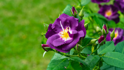 Fototapeta premium Flower of violet rose in garden on a bush, close-up, selective focus, shallow DOF
